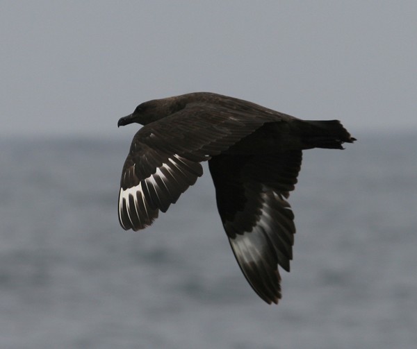 Skua