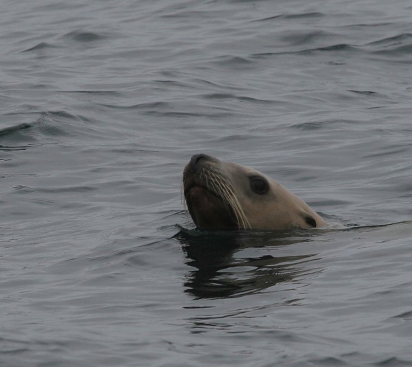 Steller's Sea Lion
