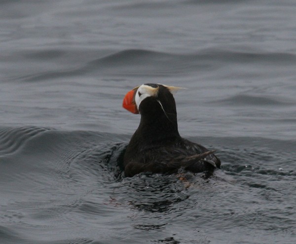 Tufted Puffin