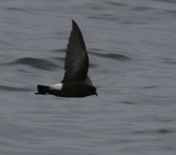 Wilson's Storm-Petrel