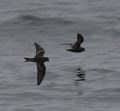 Ashy Storm-petrels