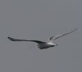 Bonaparte's Gull