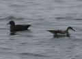 Shearwaters