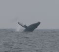 Humpback Whale