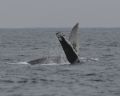 Humpback Whale