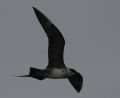 Long-tailed Jaeger