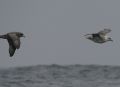 Northern Fulmars