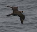 Parasitic Jaeger