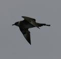 Pomarine Jaeger