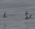 Phalaropes