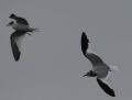 Sabine's Gulls