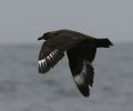 Skua