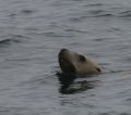 Steller's Sea Lion