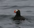 Tufted Puffin