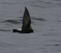 Wilson's Storm-Petrel