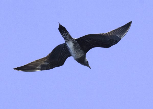 Long-tailed Jaeger