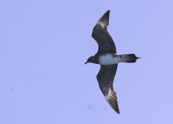 Long-tailed Jaeger
