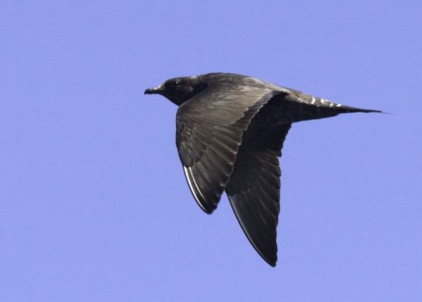 Long-tailed Jaeger