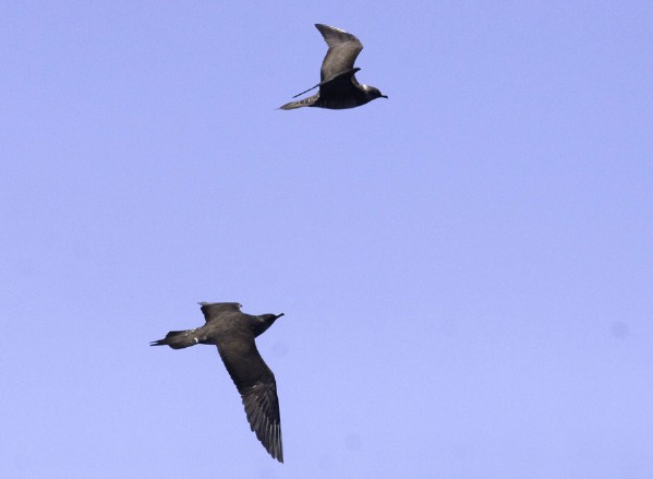 Parasitic and Long-tailed Jaeger