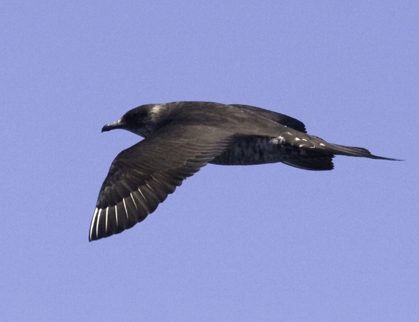 Parasitic Jaeger