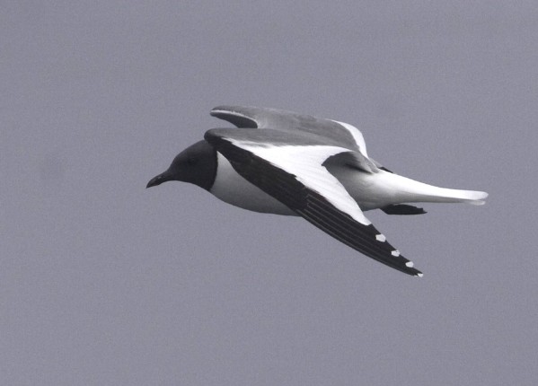 Sabine's Gull
