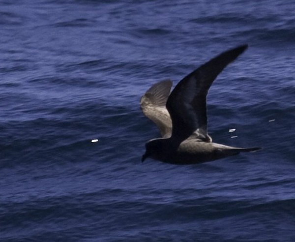 Ashy Storm-petrel