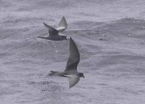 Fork-tailed Storm-petrel