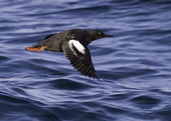 Pigeon Guillemot