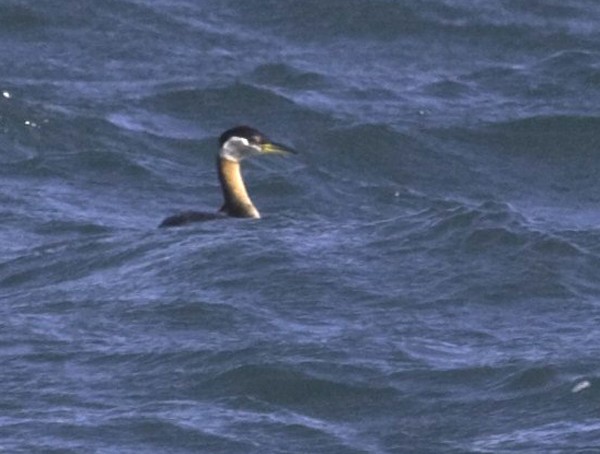 Red-necked Grebe