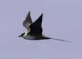 Long-tailed Jaeger