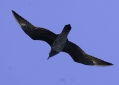 Long-tailed Jaeger