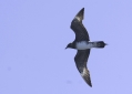 Long-tailed Jaeger