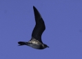 Long-tailed Jaeger