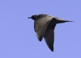 Long-tailed Jaeger