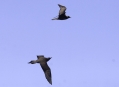 Parasitic and Long-tailed Jaeger