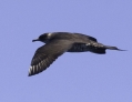 Parasitic Jaeger