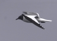 Sabine's Gull