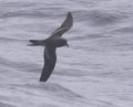 Ashy Storm-petrel