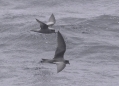 Fork-tailed & Ashy Storm-petrel