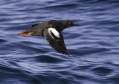 Pigeon Guillemot