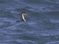 Red-necked Grebe