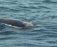 Baird's Beaked Whale closeup