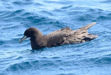 White-chinned Petrel © Doug Koch 2015