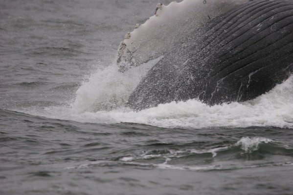 Humpback Whale