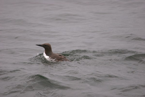 Common Murre