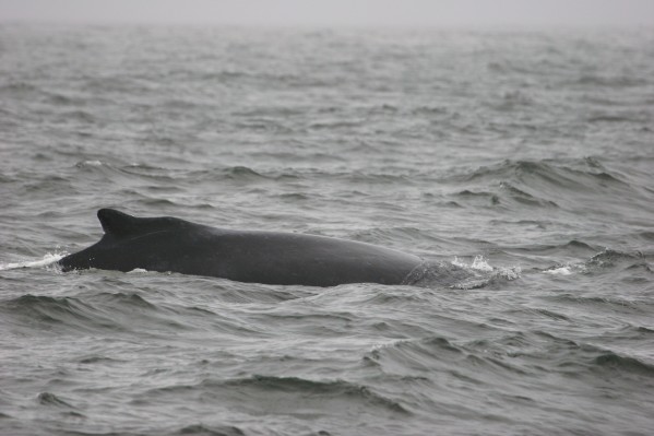 Humpback Whale