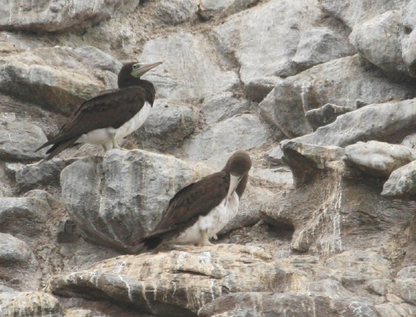 Brown Boobies