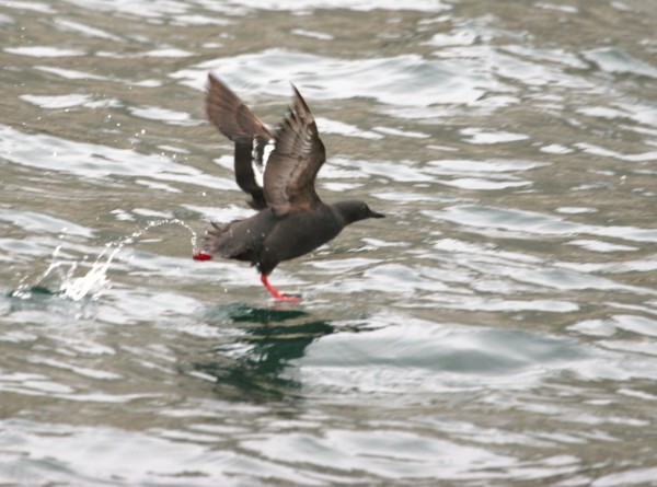 Pigeon Guillemot