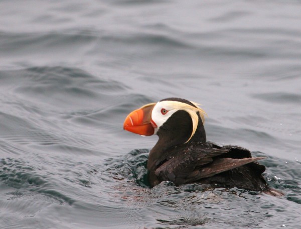 Tufted Puffin