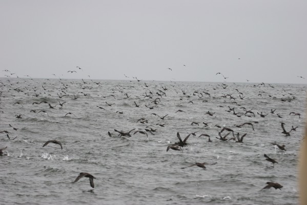 Sooty Shearwaters